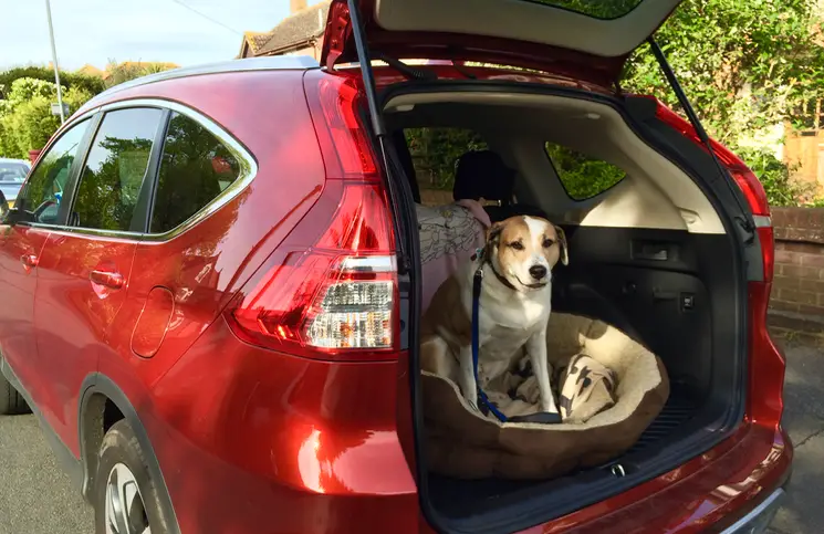  Honda CR-V with a dog
