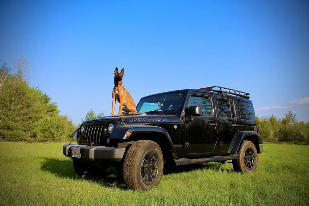 Jeep Wrangler with a dog