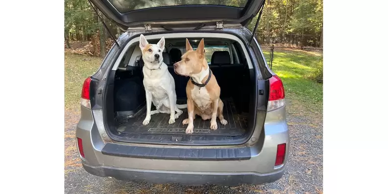 Subaru Outback with a dog