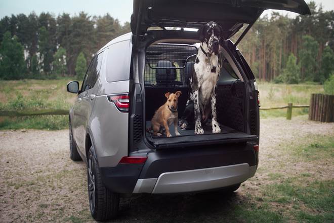 SUVs for Large Dog